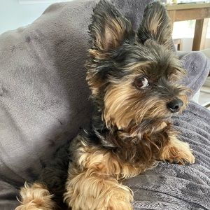 Meet your Posher, Carli